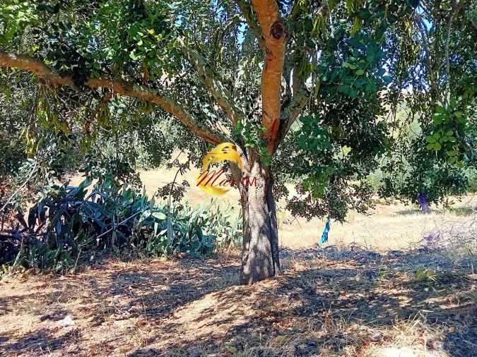 Moradia para Venda em Odeleite Foto 27