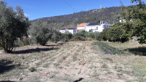 Terreno para Venda em Gonçalo