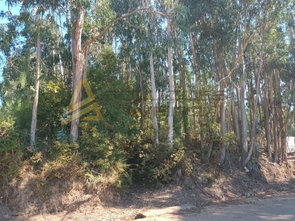 Terreno para Venda em Travassô e Óis da Ribeira Foto 2