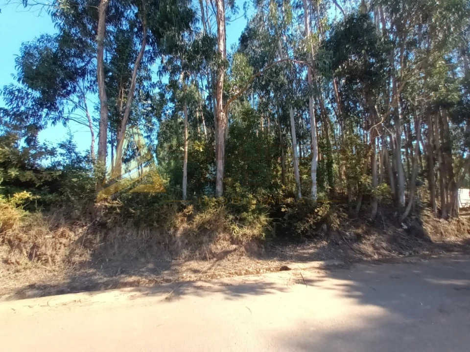 Terreno para Venda em Travassô e Óis da Ribeira Foto 3