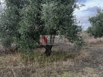 Moradia T1 para Venda em Santa Cruz