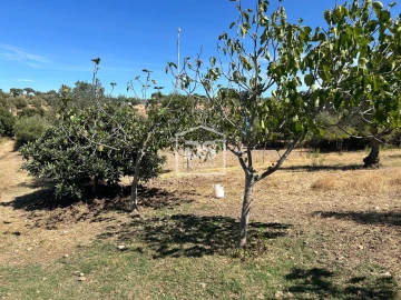 Terreno para Venda em Monforte da Beira
