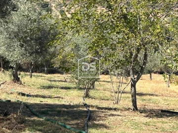 Terreno para Venda em Monforte da Beira