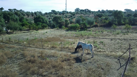 Terreno para Venda em Monforte da Beira