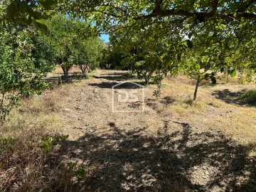 Terreno para Venda em Monforte da Beira