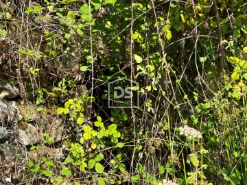 Terreno para Venda em Ninho do Açor e Sobral do Campo