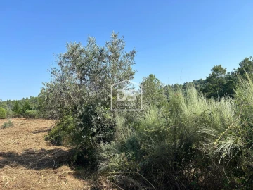 Terreno para Venda em Ninho do Açor e Sobral do Campo