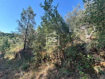 Terreno para Venda em Ninho do Açor e Sobral do Campo
