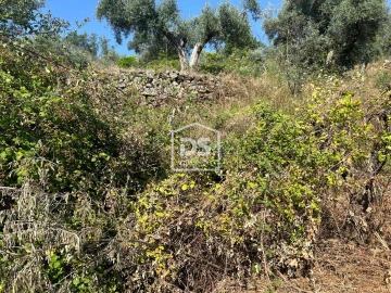 Terreno para Venda em Ninho do Açor e Sobral do Campo