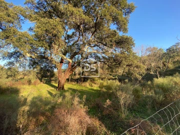 Terreno Agricola ou Rústico para Venda em Penamacor