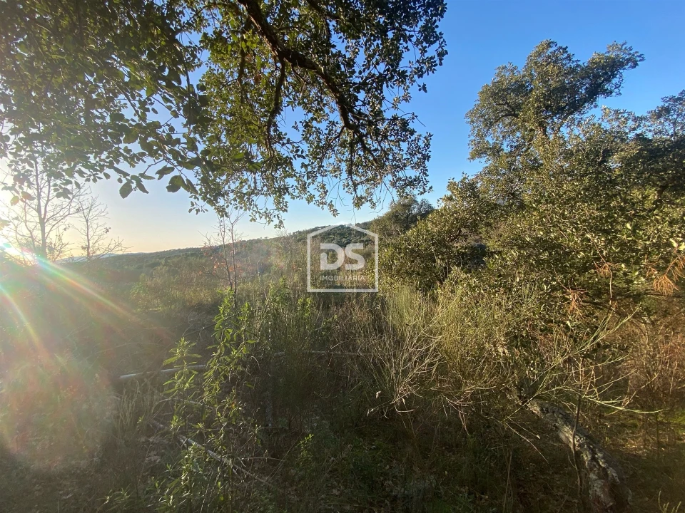 Terreno Agricola ou Rústico para Venda em Penamacor Foto 13