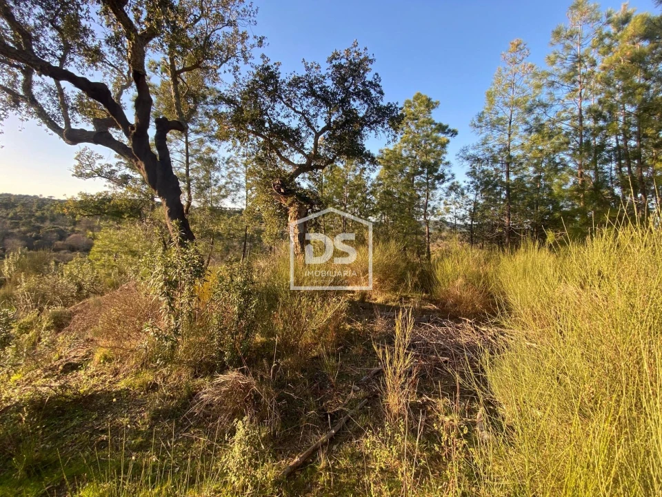 Terreno Agricola ou Rústico para Venda em Penamacor Foto 6