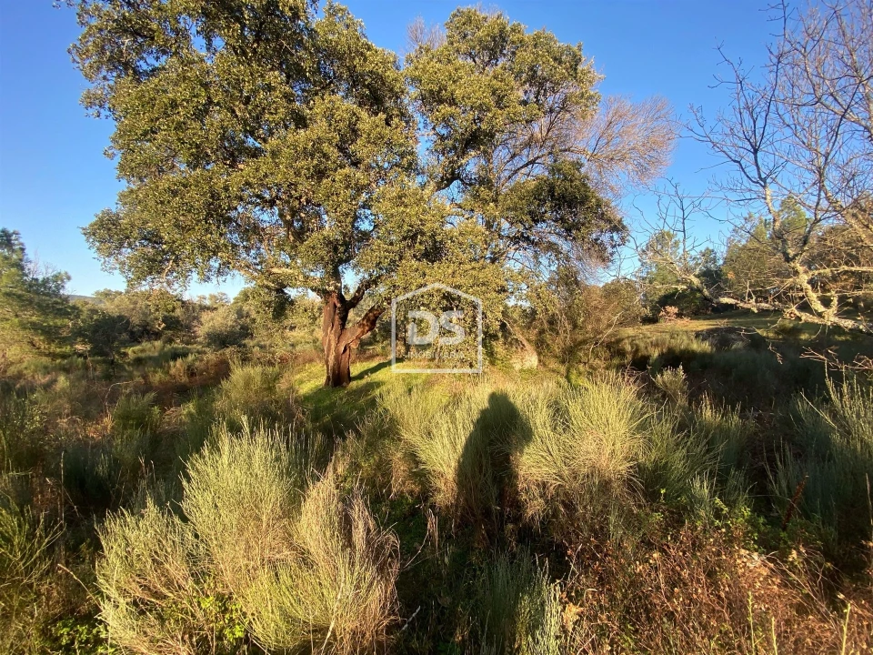 Terreno Agricola ou Rústico para Venda em Penamacor Foto 26