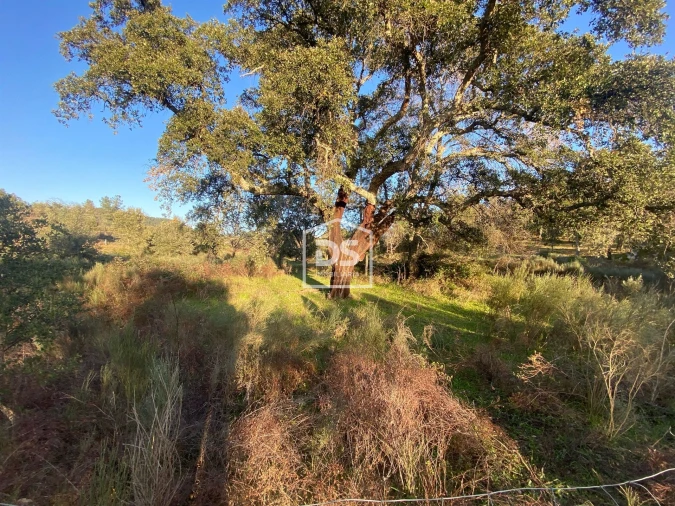 Terreno Agricola ou Rústico para Venda em Penamacor Foto 28