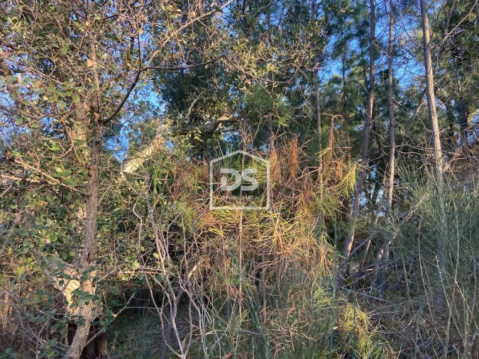 Terreno Agricola ou Rústico para Venda em Penamacor Foto 11