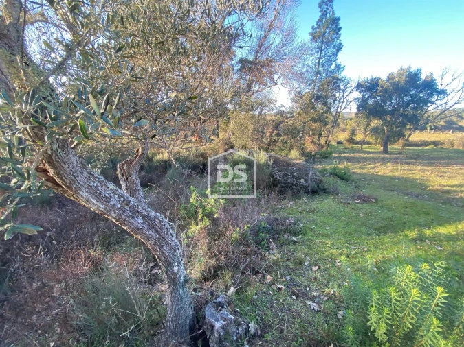Terreno Agricola ou Rústico para Venda em Penamacor Foto 20