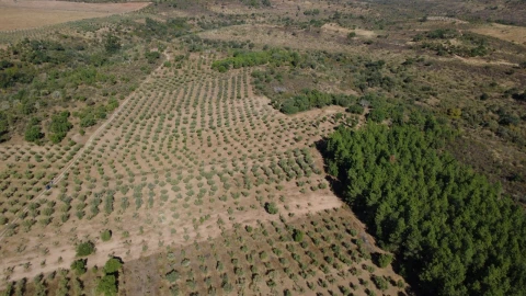 Terreno para Venda em Malpica do Tejo