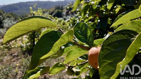 Moradia T3 para Venda em Figueiró dos Vinhos e Bairradas