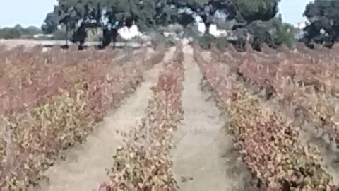 Terreno para Venda em Poceirão e Marateca