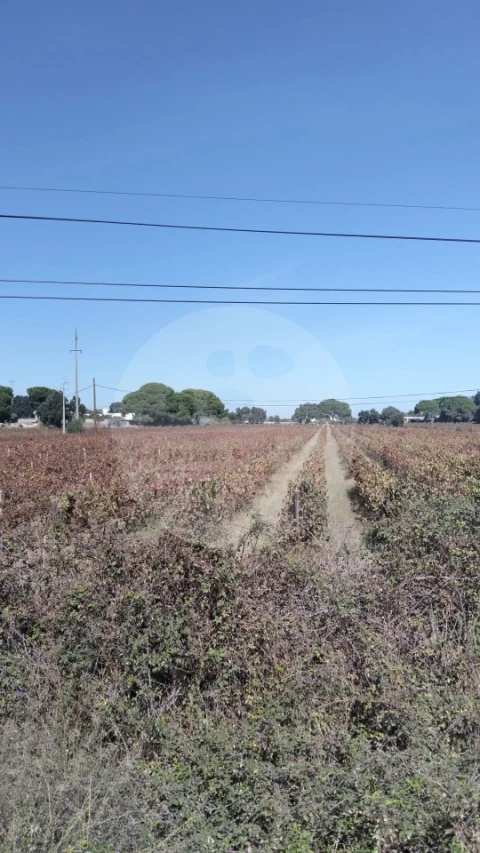 Terreno para Venda em Poceirão e Marateca