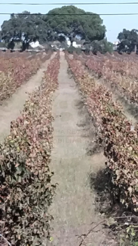 Terreno para Venda em Poceirão e Marateca