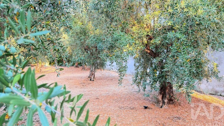 Moradia T1 para Venda em Ameixial (Santa Vitória e São Bento) Foto 3