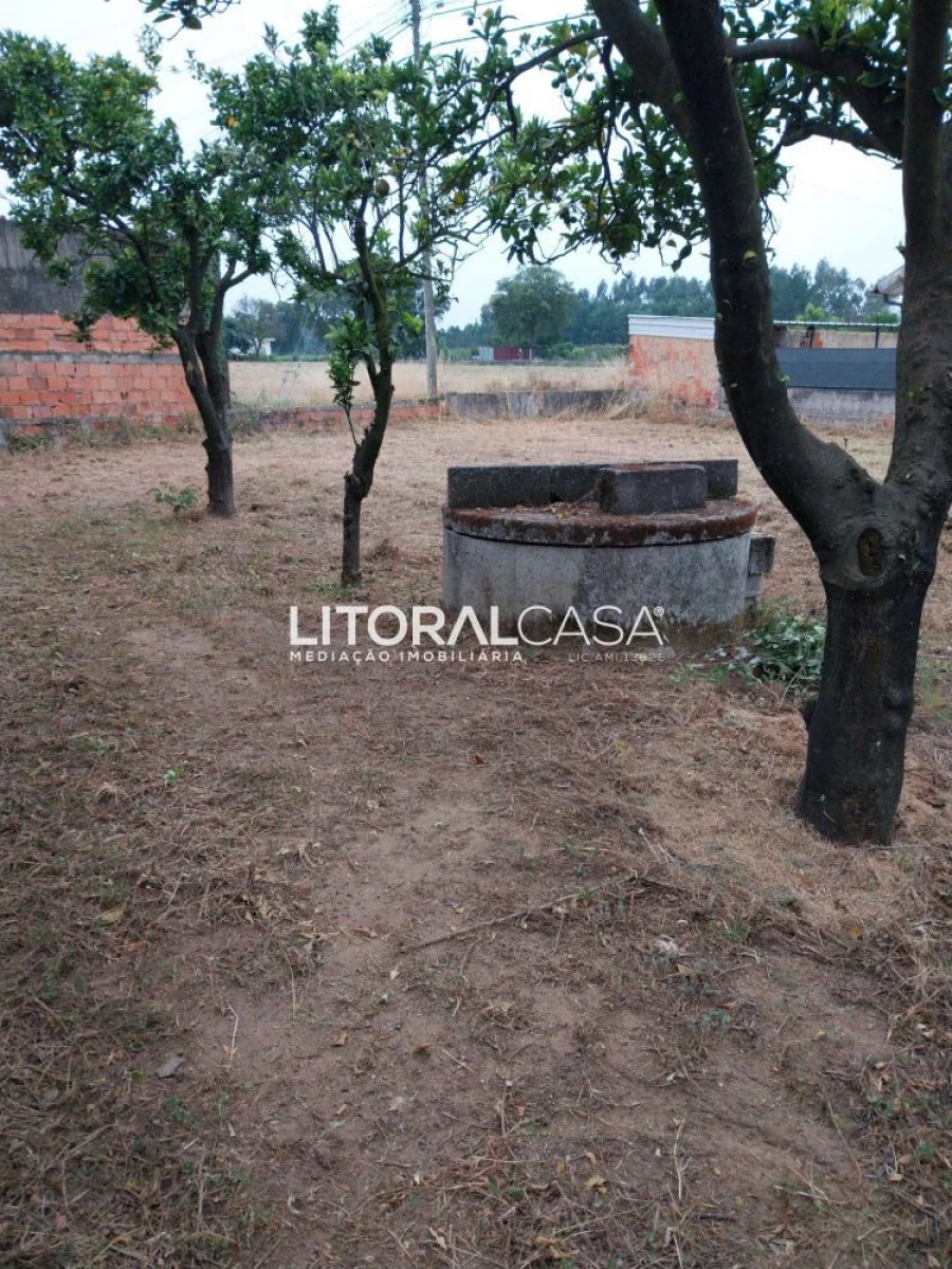 Terreno para Venda em Bustos, Troviscal e Mamarrosa Foto 6
