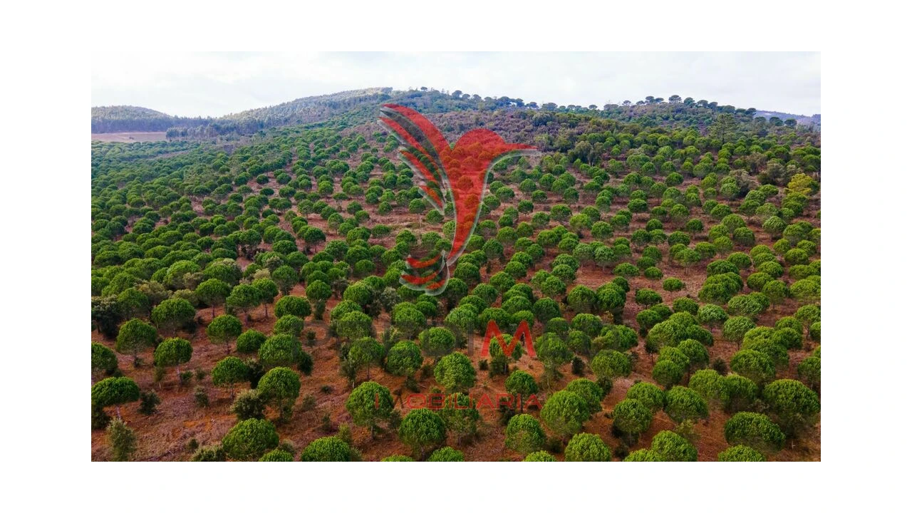Terreno para Venda em Cercal Foto 13