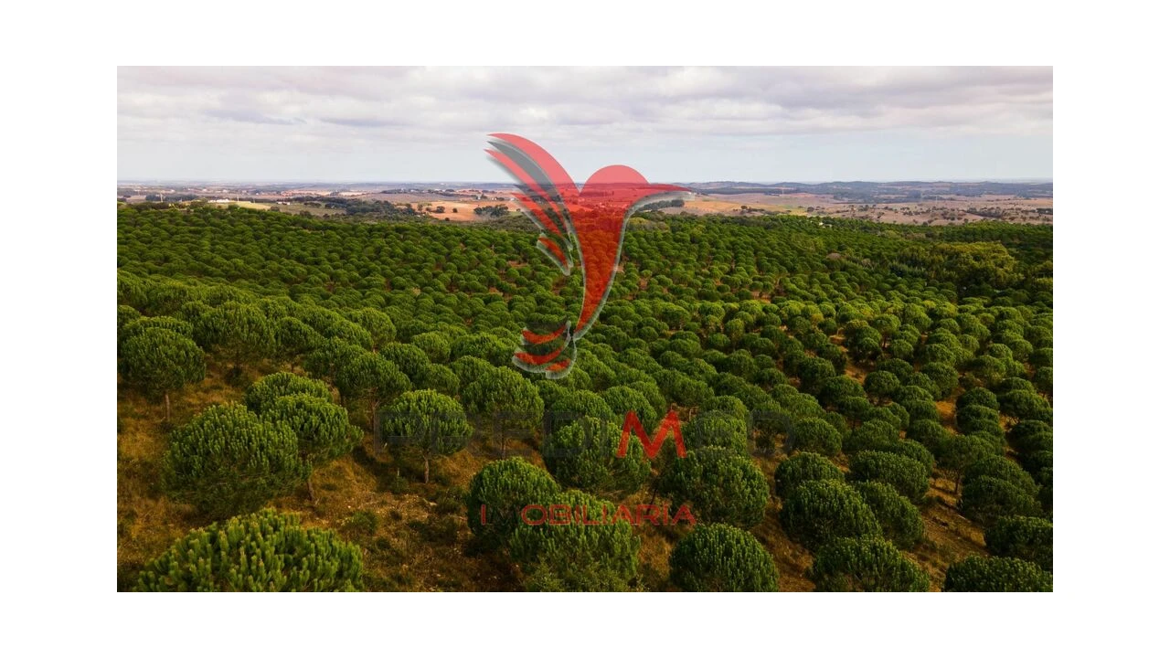 Terreno para Venda em Cercal Foto 6