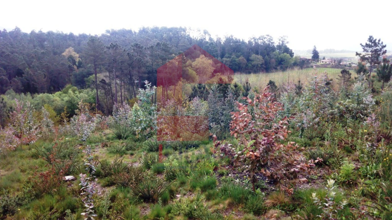 Terreno para Venda em Vila Verde e Barbudo Foto 4