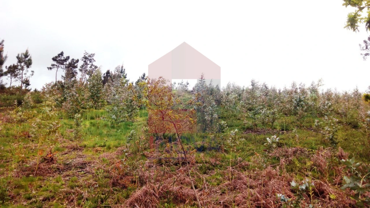 Terreno para Venda em Vila Verde e Barbudo Foto 2