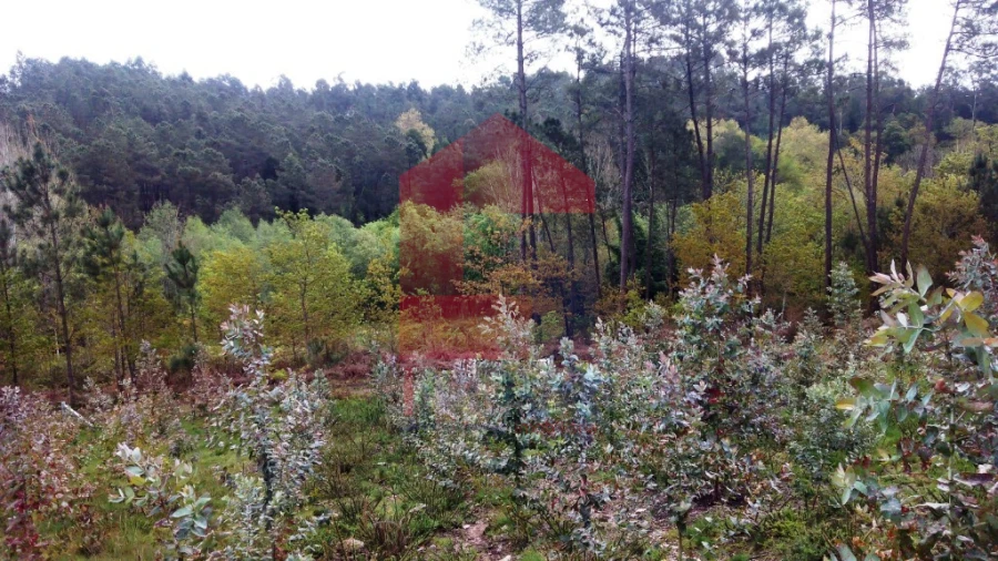 Terreno para Venda em Vila Verde e Barbudo Foto 8