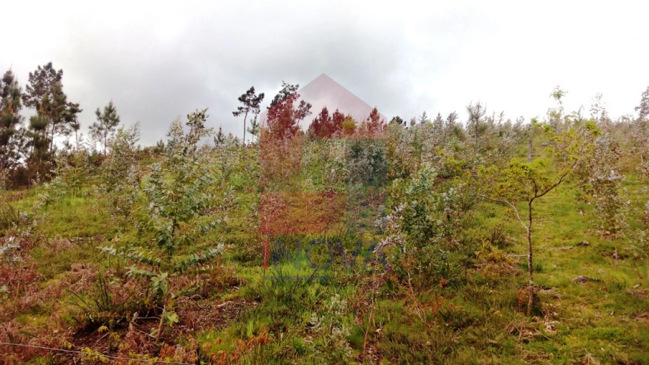 Terreno para Venda em Vila Verde e Barbudo Foto 3