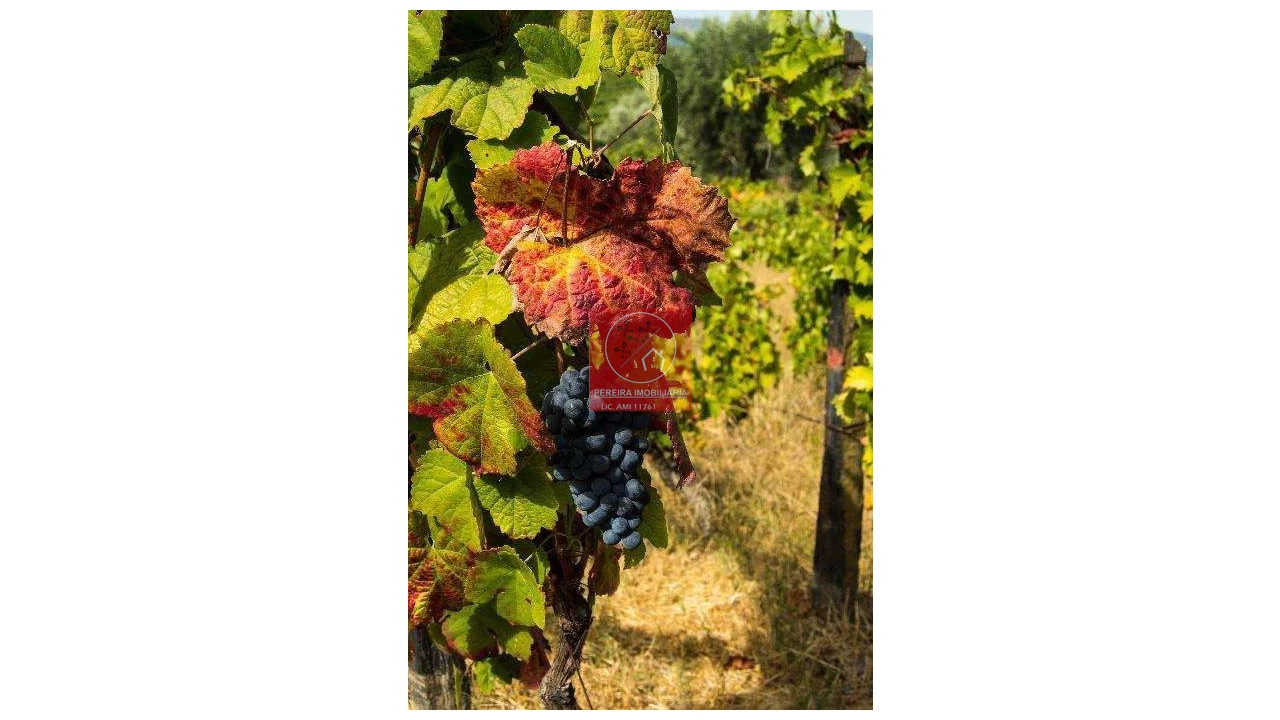 Terreno para Venda em Parada do Bispo e Valdigem Foto 6