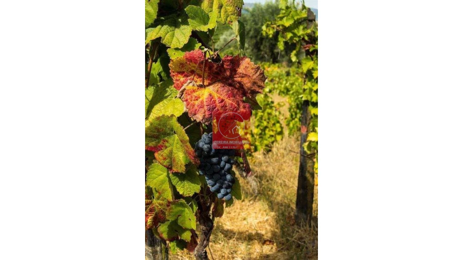 Terreno para Venda em Parada do Bispo e Valdigem Foto 6