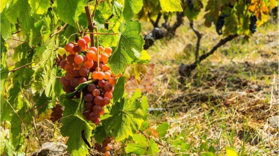 Terreno para Venda em Parada do Bispo e Valdigem Foto 9