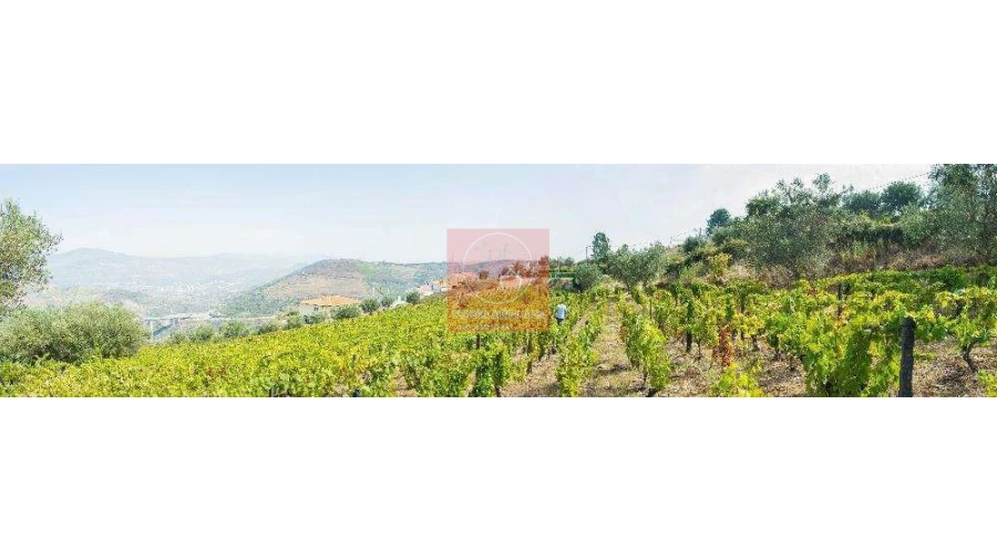 Terreno para Venda em Parada do Bispo e Valdigem Foto 7