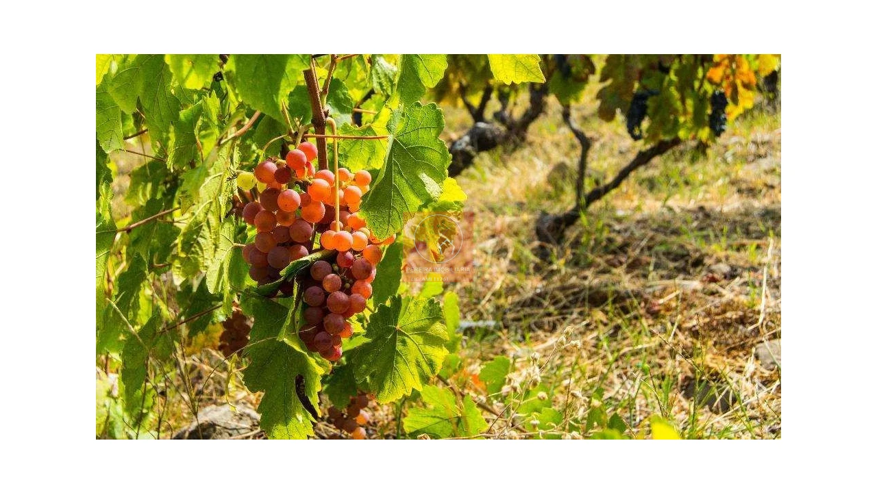 Terreno para Venda em Parada do Bispo e Valdigem Foto 9