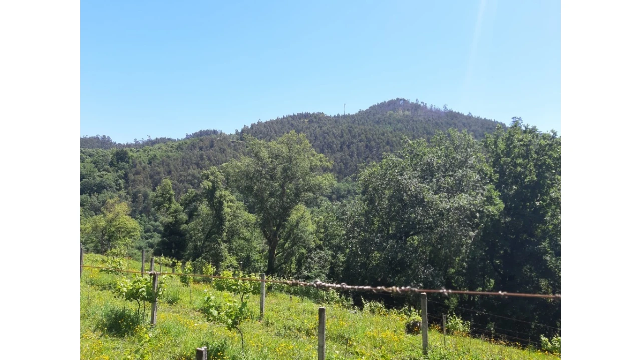 Terreno para Venda em Bouro (Santa Maria) Foto 13
