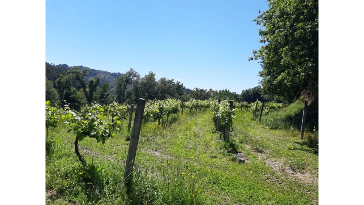 Terreno para Venda em Bouro (Santa Maria) Foto 16