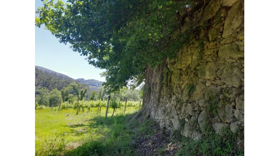 Terreno para Venda em Bouro (Santa Maria) Foto 19