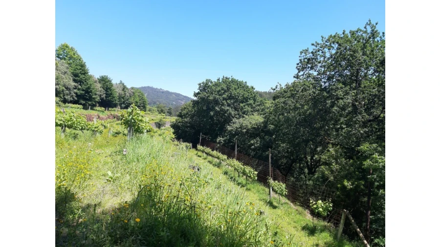 Terreno para Venda em Bouro (Santa Maria) Foto 10