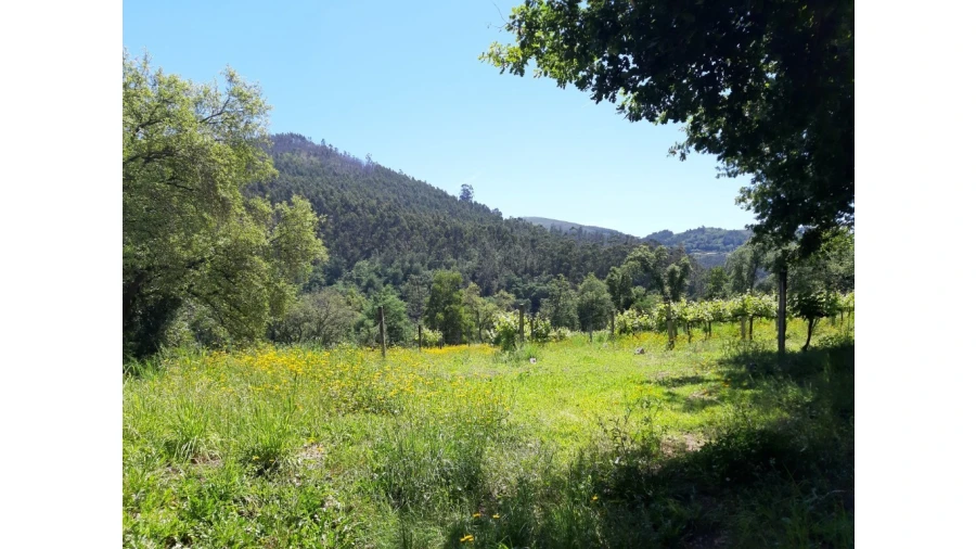 Terreno para Venda em Bouro (Santa Maria) Foto 17