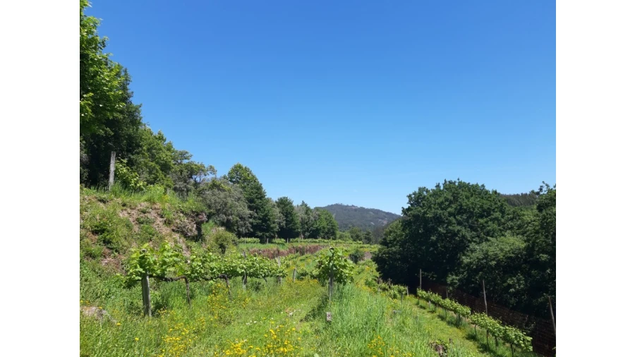 Terreno para Venda em Bouro (Santa Maria) Foto 11