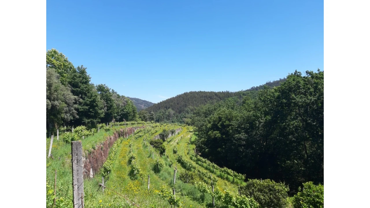 Terreno para Venda em Bouro (Santa Maria) Foto 1