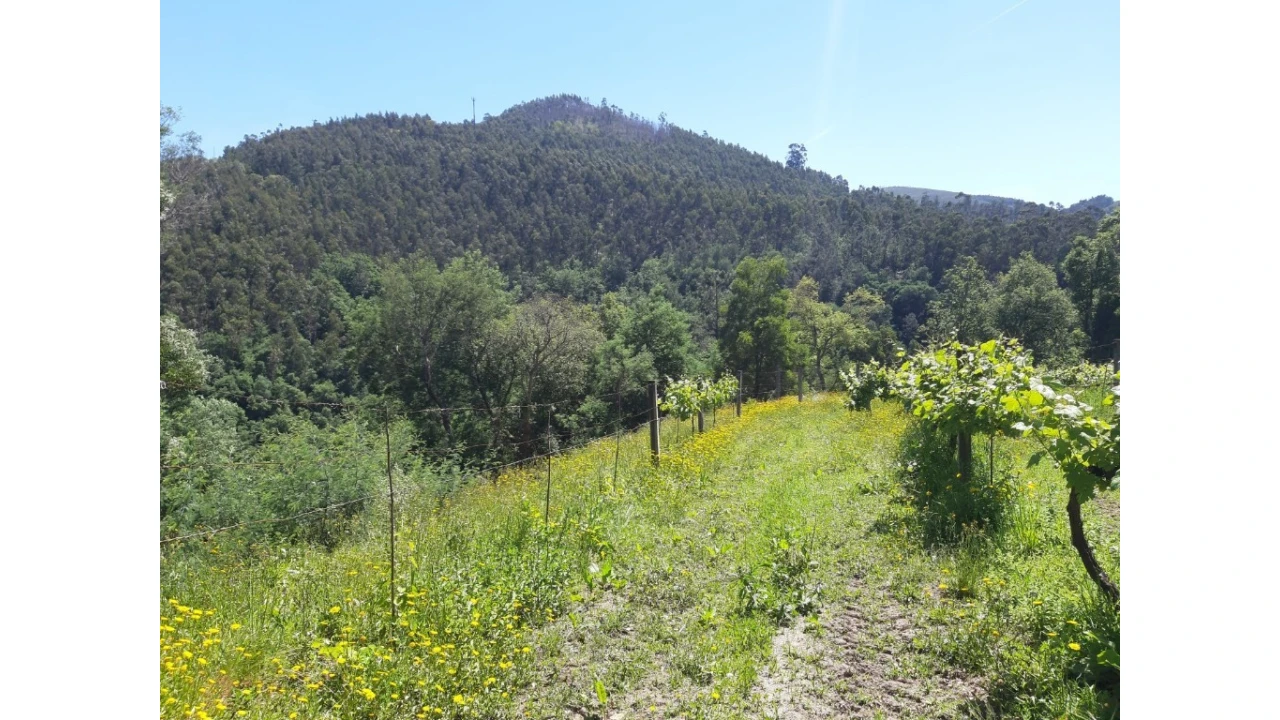 Terreno para Venda em Bouro (Santa Maria) Foto 15