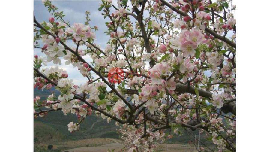 Quinta T5 para Venda em Torre de Moncorvo Foto 8