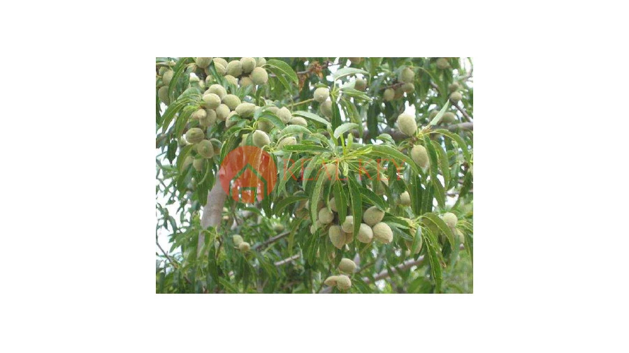 Quinta T5 para Venda em Torre de Moncorvo Foto 7