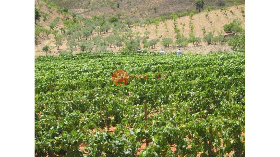 Quinta T5 para Venda em Torre de Moncorvo Foto 3