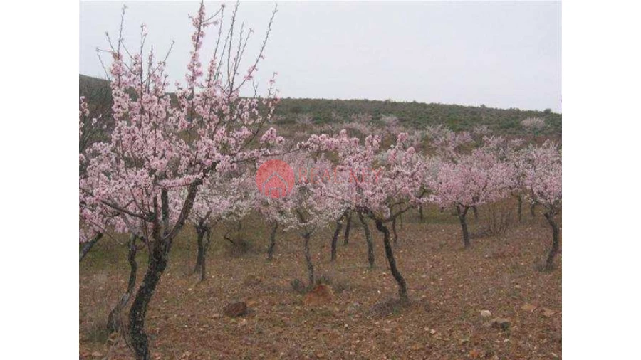 Quinta T5 para Venda em Torre de Moncorvo Foto 6